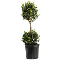 Green Mountain Topiary Boxwood (Ball) - Cheeky Garden