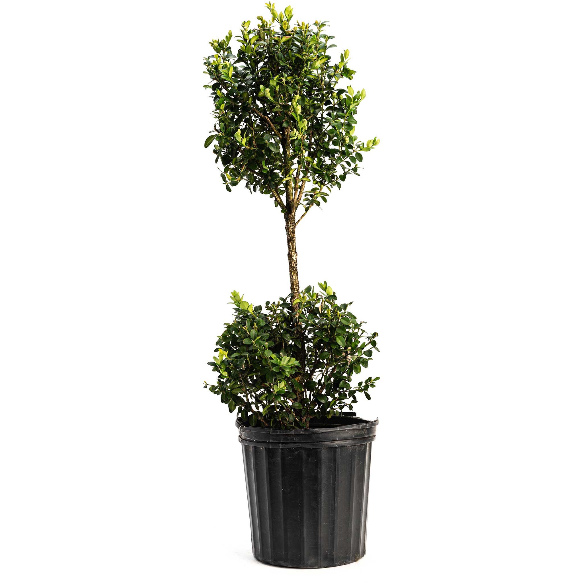 Green Mountain Topiary Boxwood (Ball) - Cheeky Garden