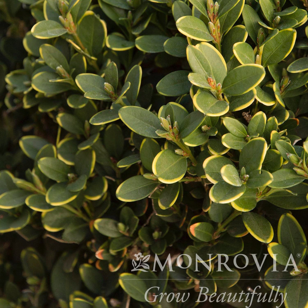 Green Mountain Topiary Boxwood (Ball) - Cheeky Garden