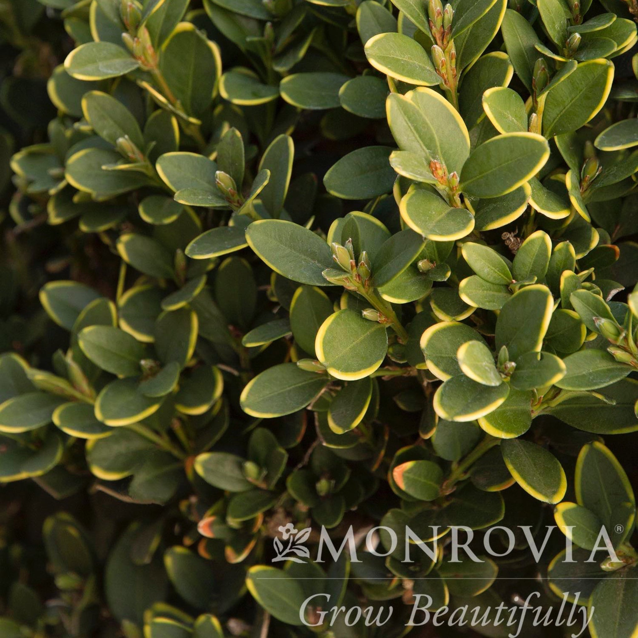 Green Mountain Topiary Boxwood (Ball) - Cheeky Garden
