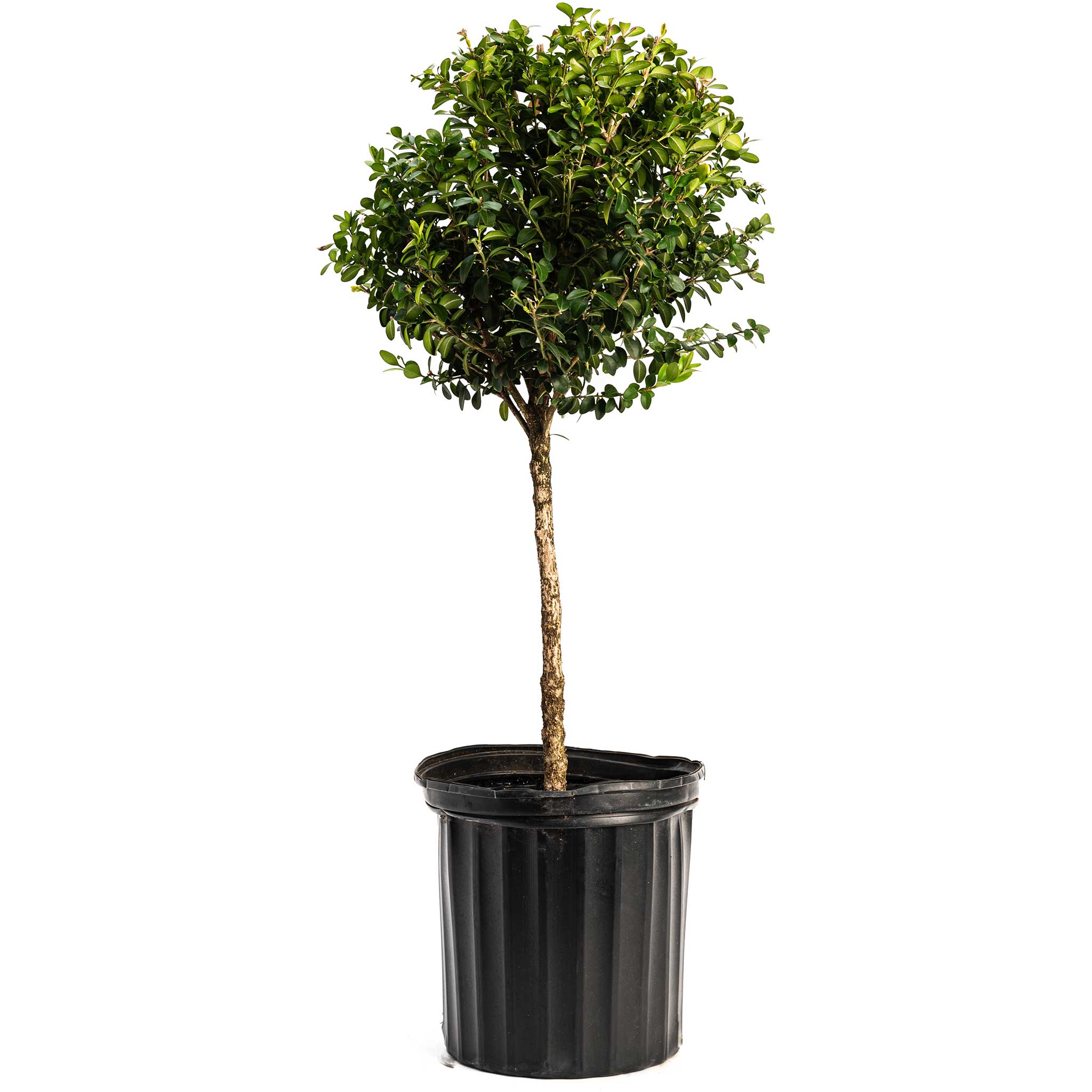 Green Mountain Topiary Boxwood (Ball) - Cheeky Garden