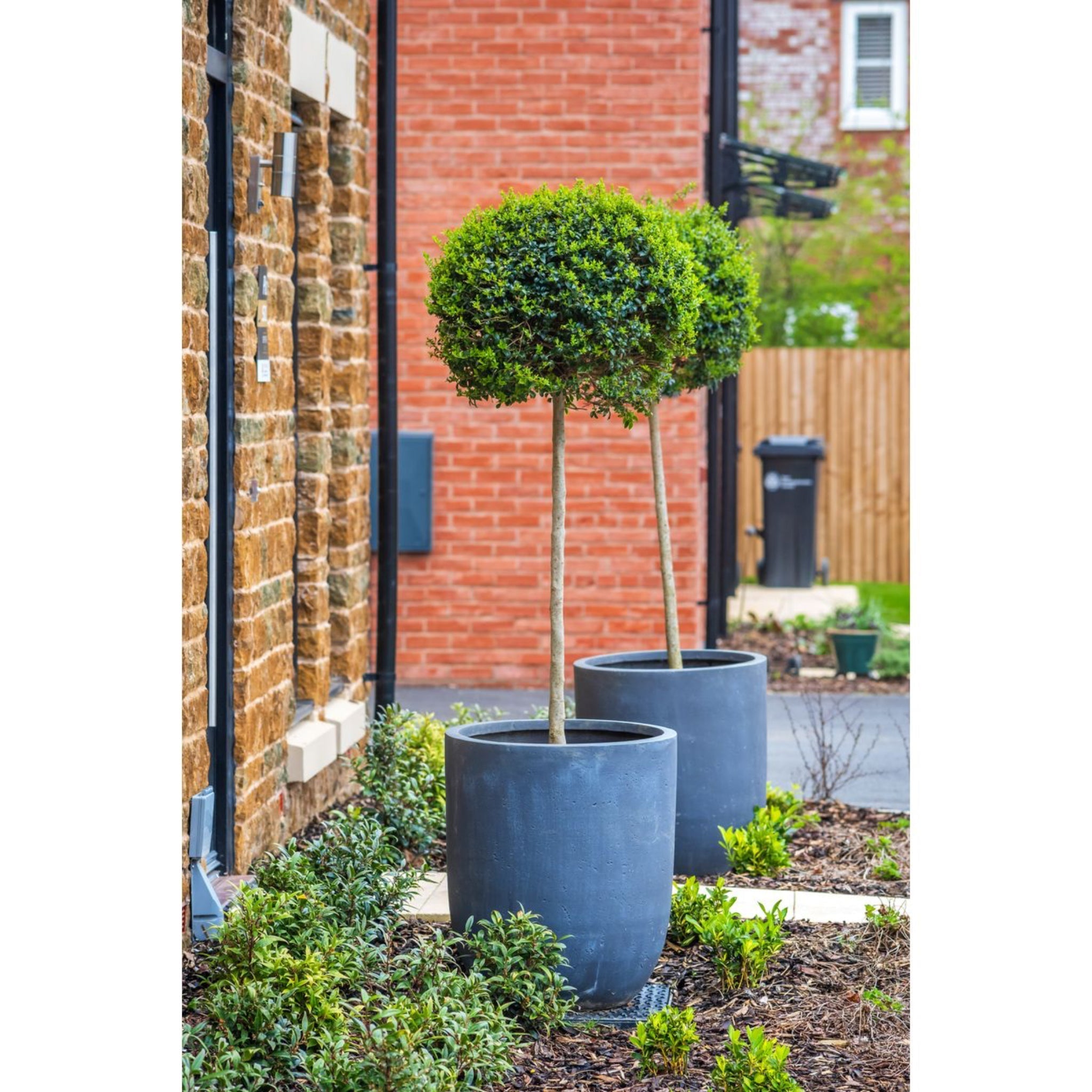 Green Mountain Topiary Boxwood (Ball) - Cheeky Garden
