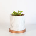 Green Venus Fly Trap Carnivorous Plant - Cheeky Garden