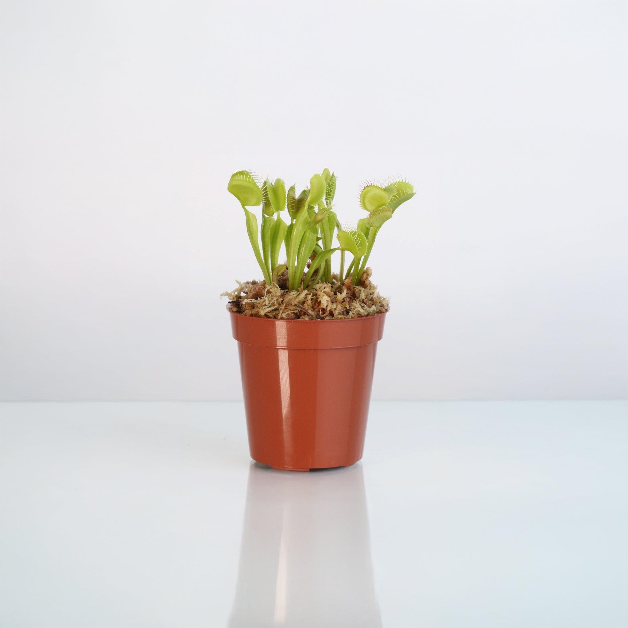 Green Venus Fly Trap Carnivorous Plant - Cheeky Garden