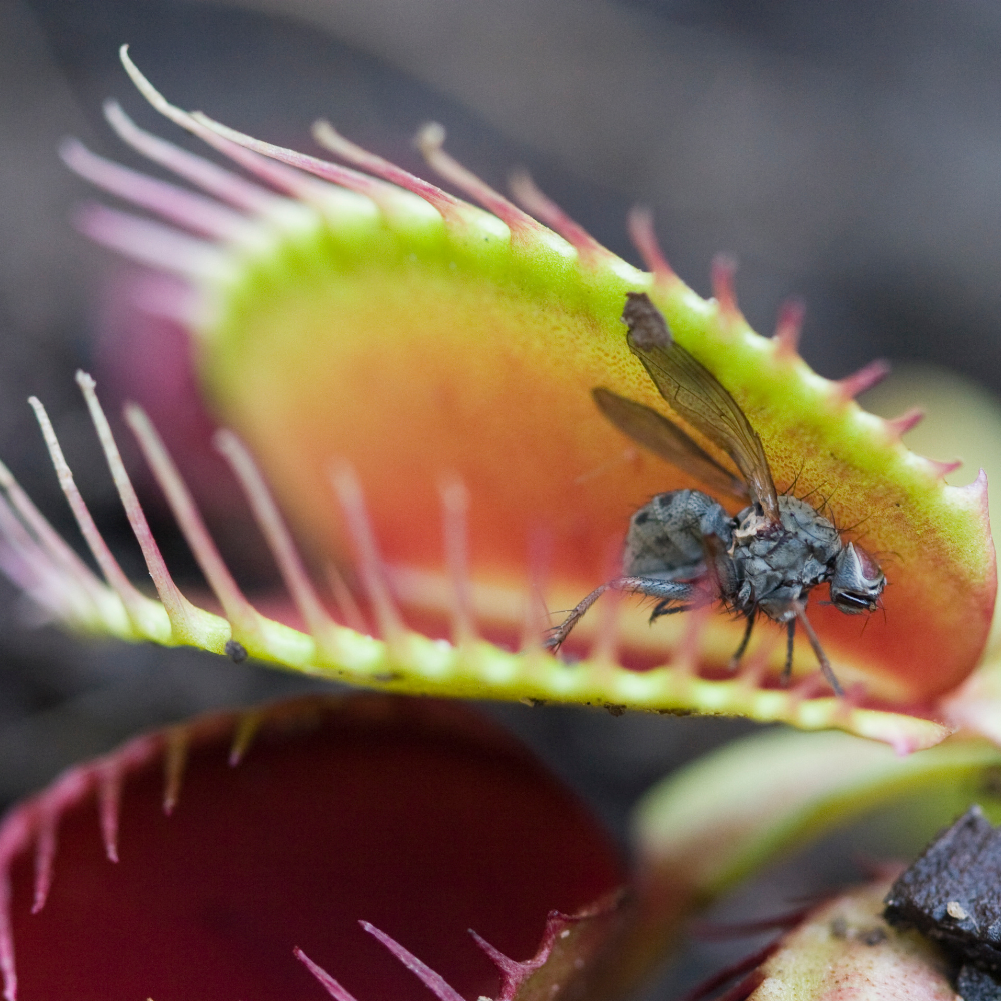 Green Venus Fly Trap Carnivorous Plant - Cheeky Garden