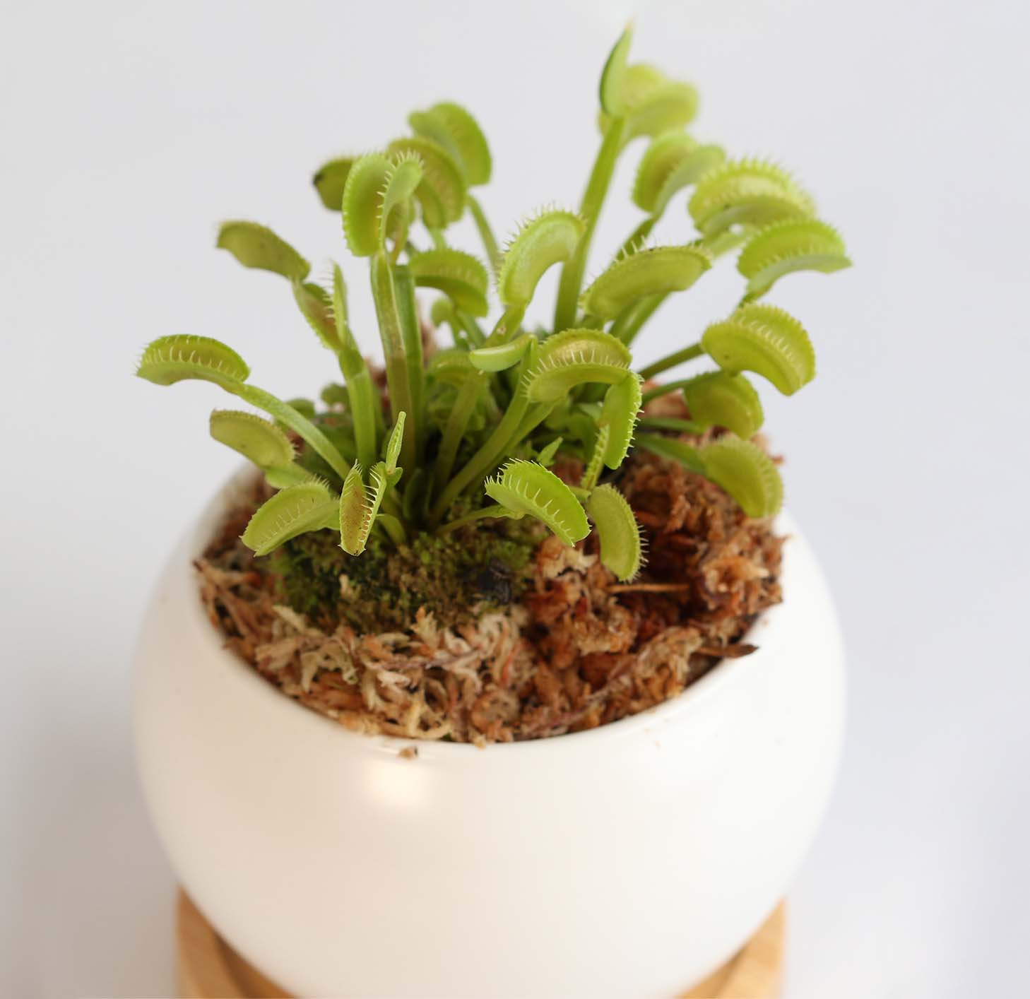 Green Venus Fly Trap Carnivorous Plant - Cheeky Garden