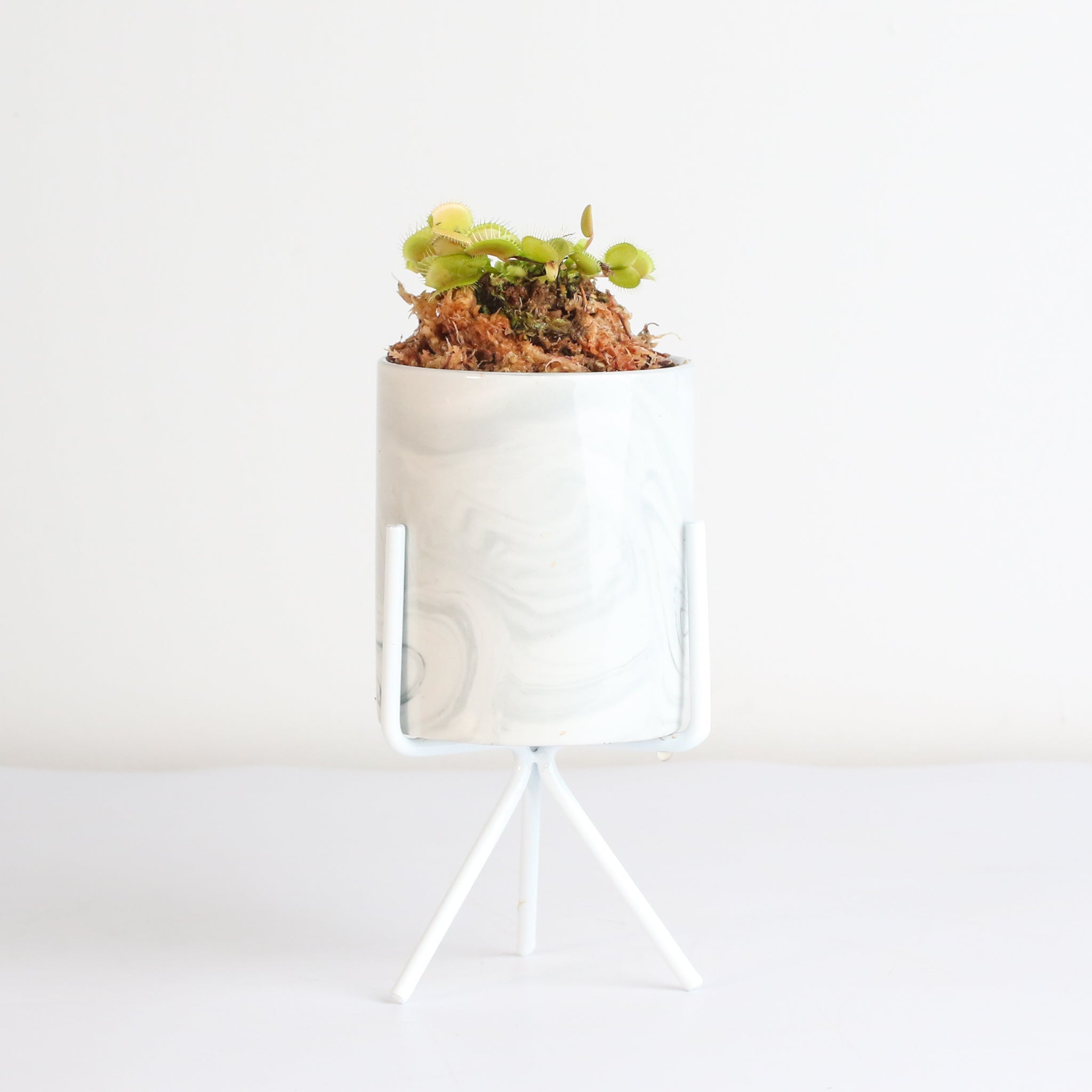 Green Venus Fly Trap Carnivorous Plant - Cheeky Garden