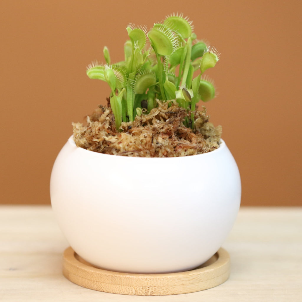 Green Venus Fly Trap Carnivorous Plant - Cheeky Garden