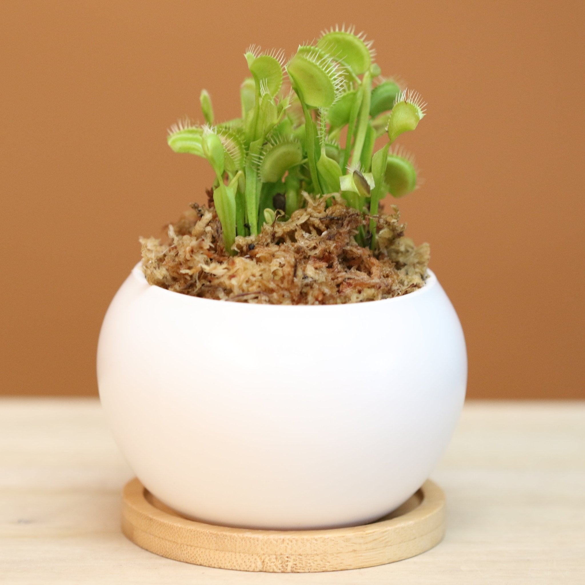 Green Venus Fly Trap Carnivorous Plant - Cheeky Garden