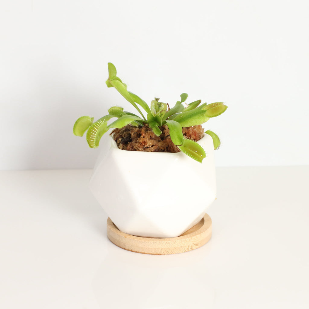 Green Venus Fly Trap Carnivorous Plant - Cheeky Garden