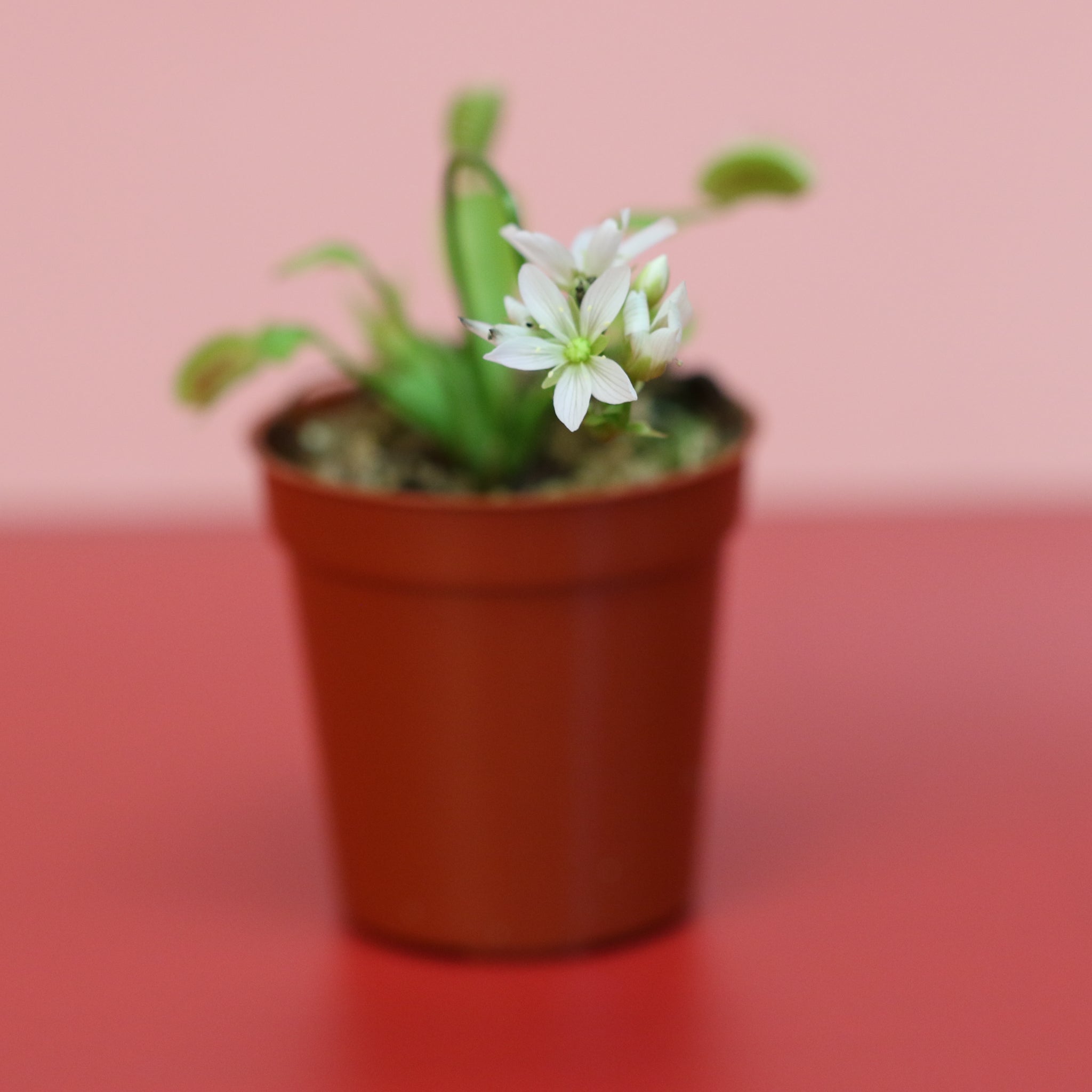 Green Venus Fly Trap Carnivorous Plant - Cheeky Garden