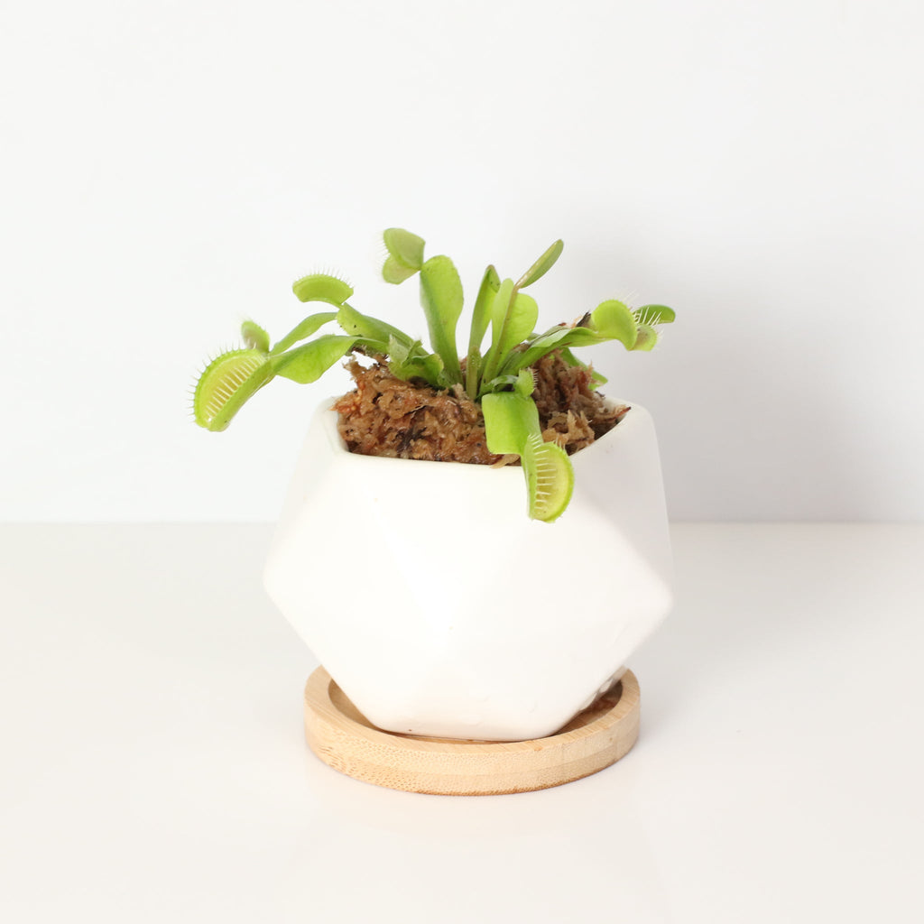 Green Venus Fly Trap Carnivorous Plant - Cheeky Garden