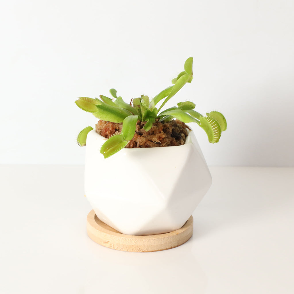 Green Venus Fly Trap Carnivorous Plant - Cheeky Garden
