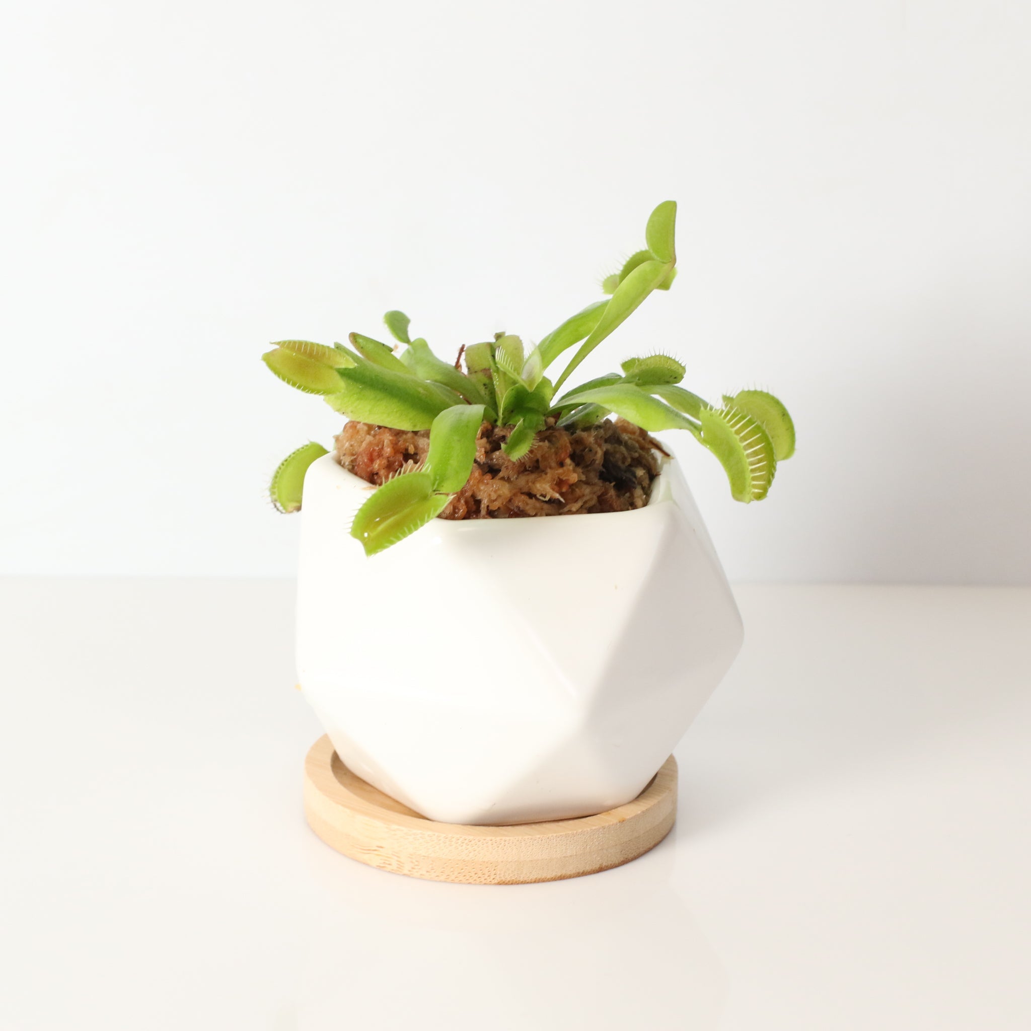 Green Venus Fly Trap Carnivorous Plant - Cheeky Garden