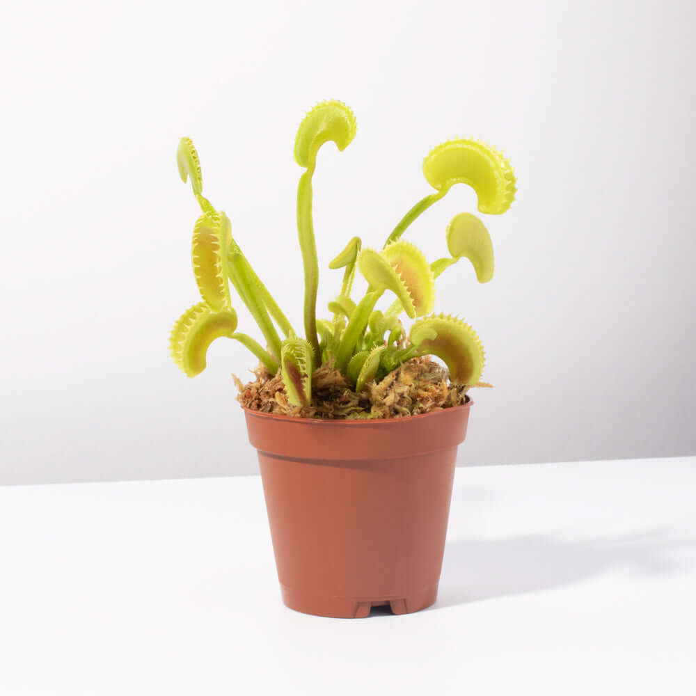 Green Venus Fly Trap Carnivorous Plant - Cheeky Garden