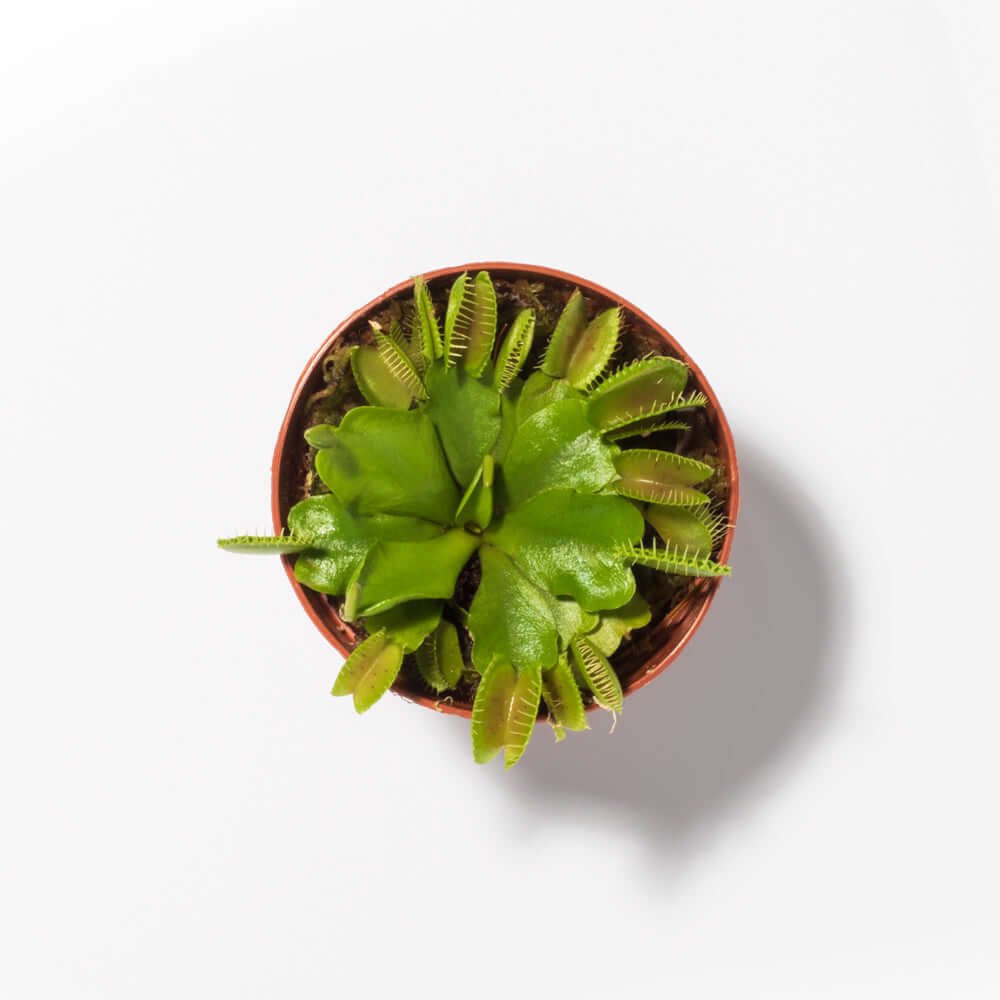 Green Venus Fly Trap Carnivorous Plant - Cheeky Garden