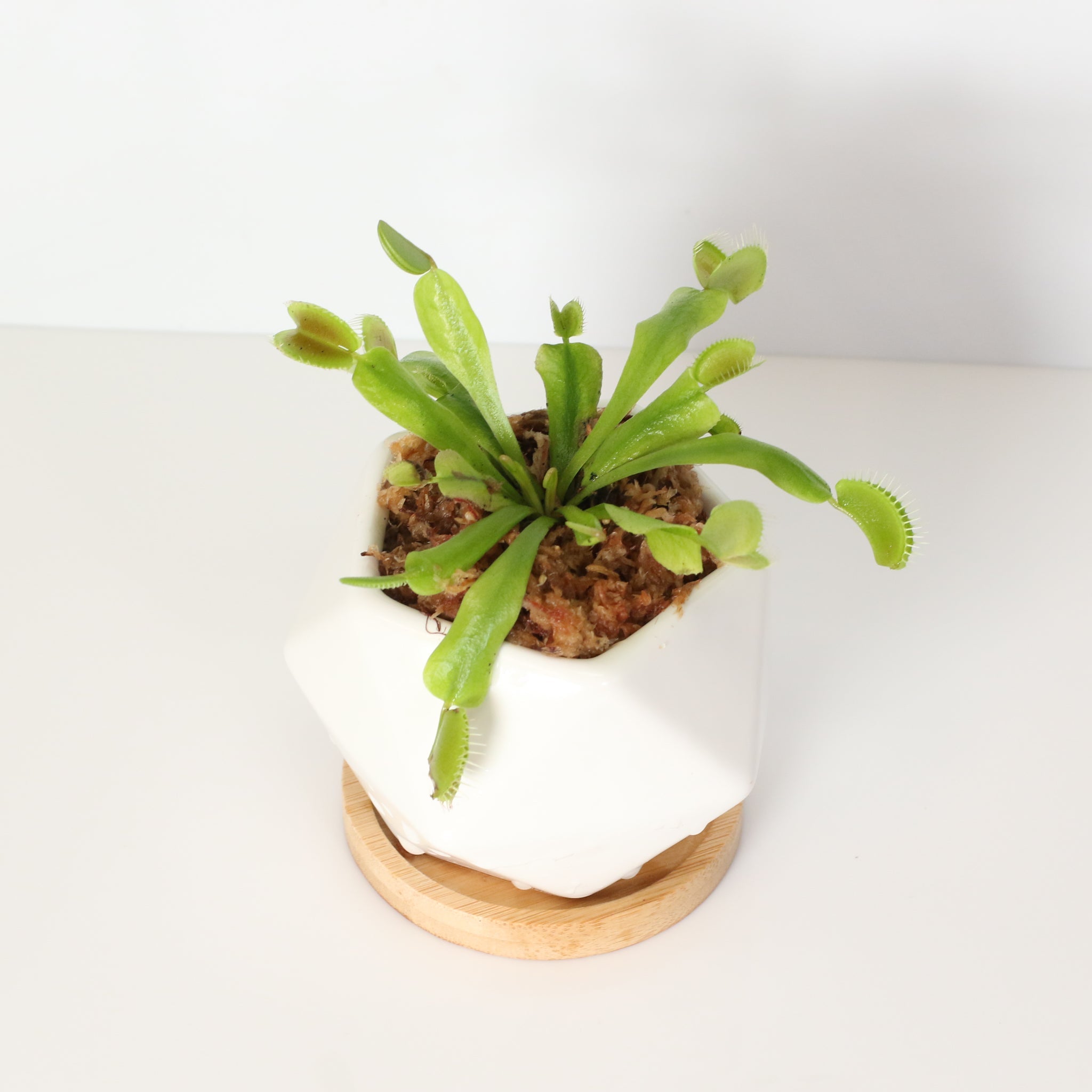 Green Venus Fly Trap Carnivorous Plant - Cheeky Garden
