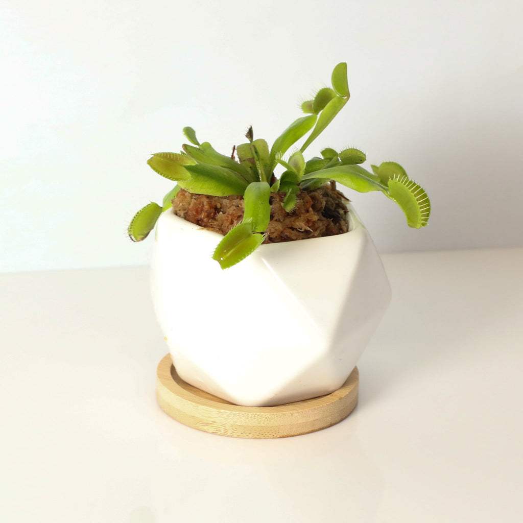 Green Venus Fly Trap Carnivorous Plant - Cheeky Garden