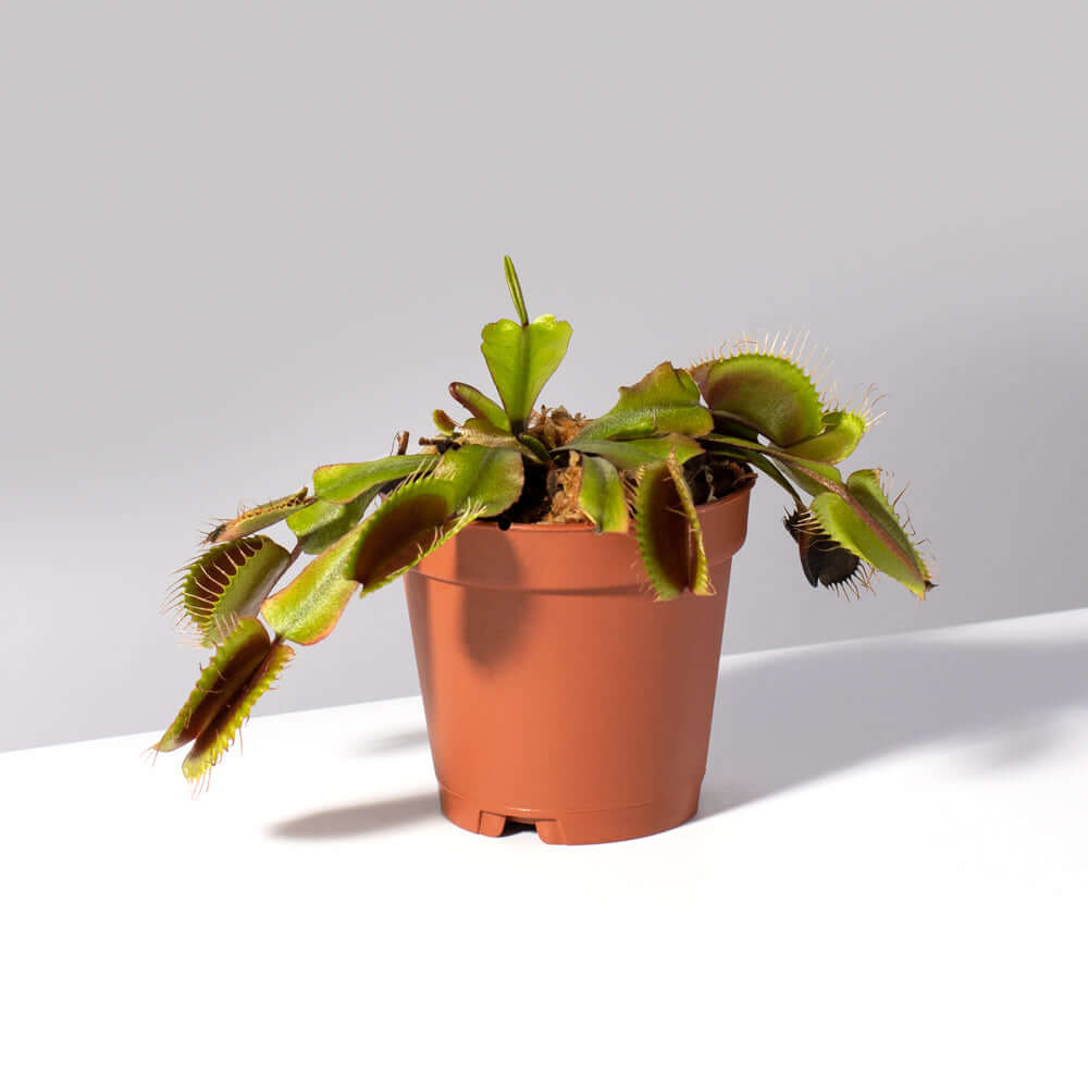 Green Venus Fly Trap Carnivorous Plant - Cheeky Garden