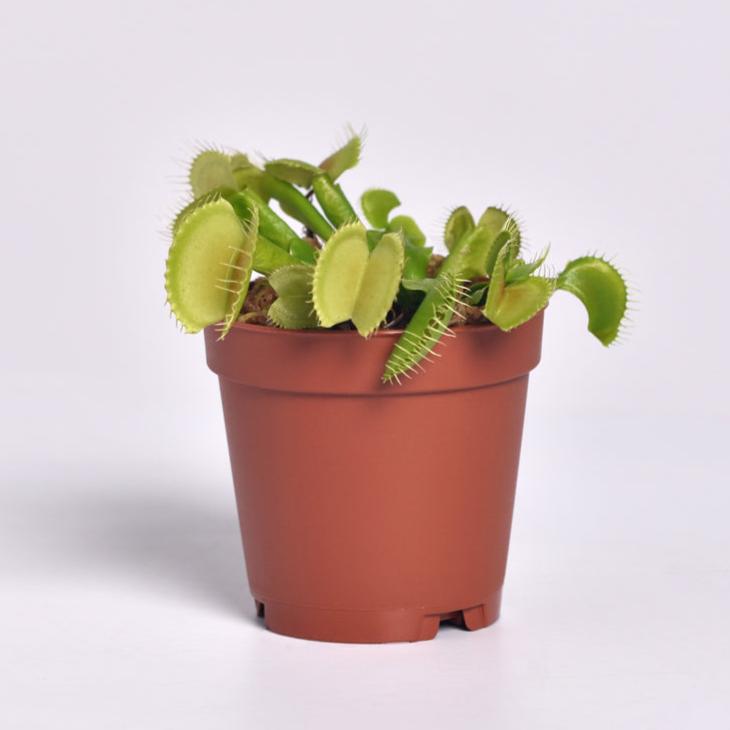 Green Venus Fly Trap Carnivorous Plant - Cheeky Garden