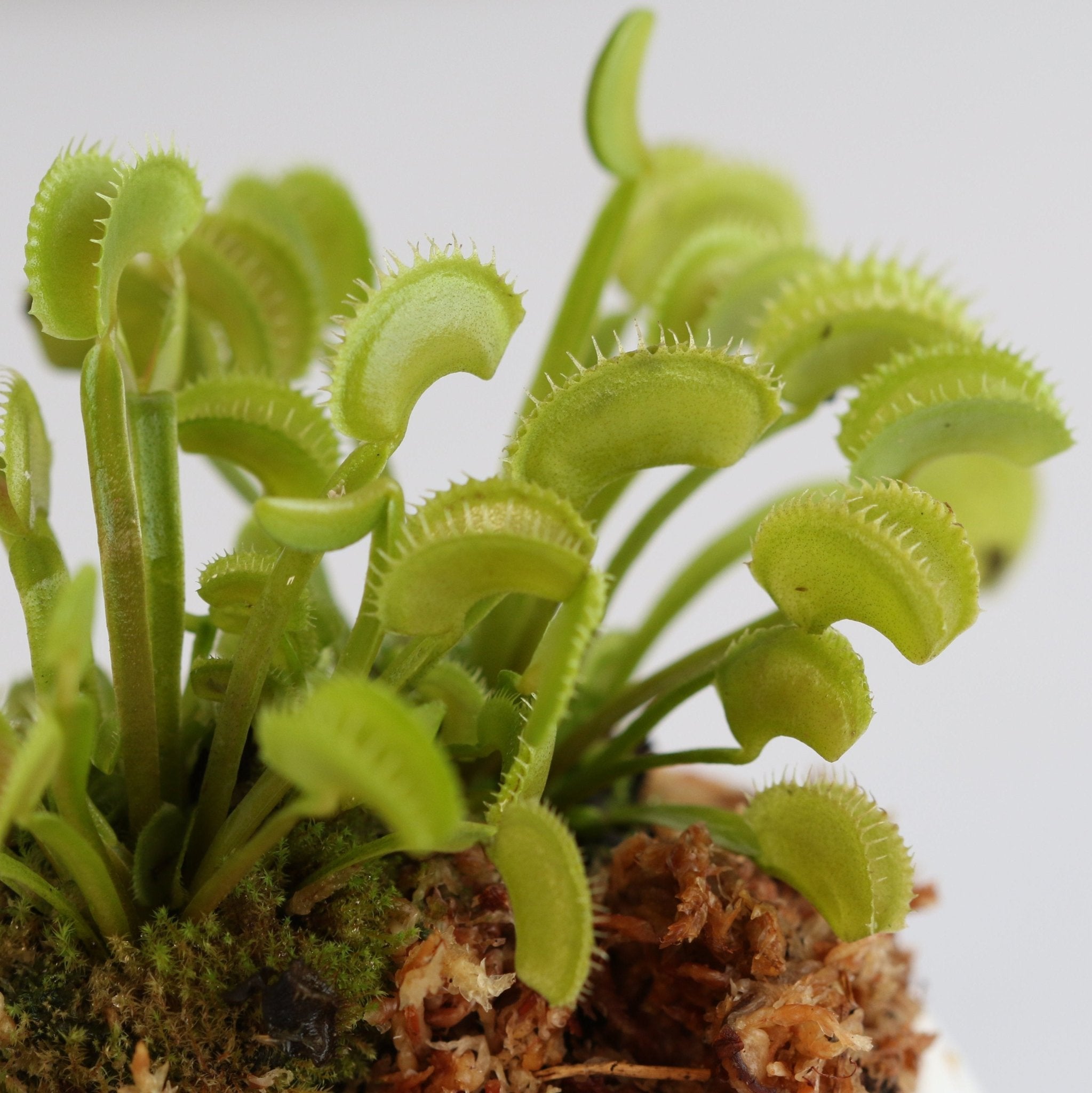 Green Venus Fly Trap Carnivorous Plant - Cheeky Garden