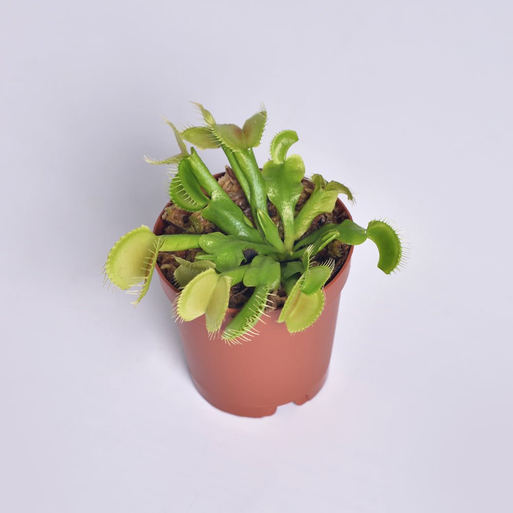 Green Venus Fly Trap Carnivorous Plant - Cheeky Garden