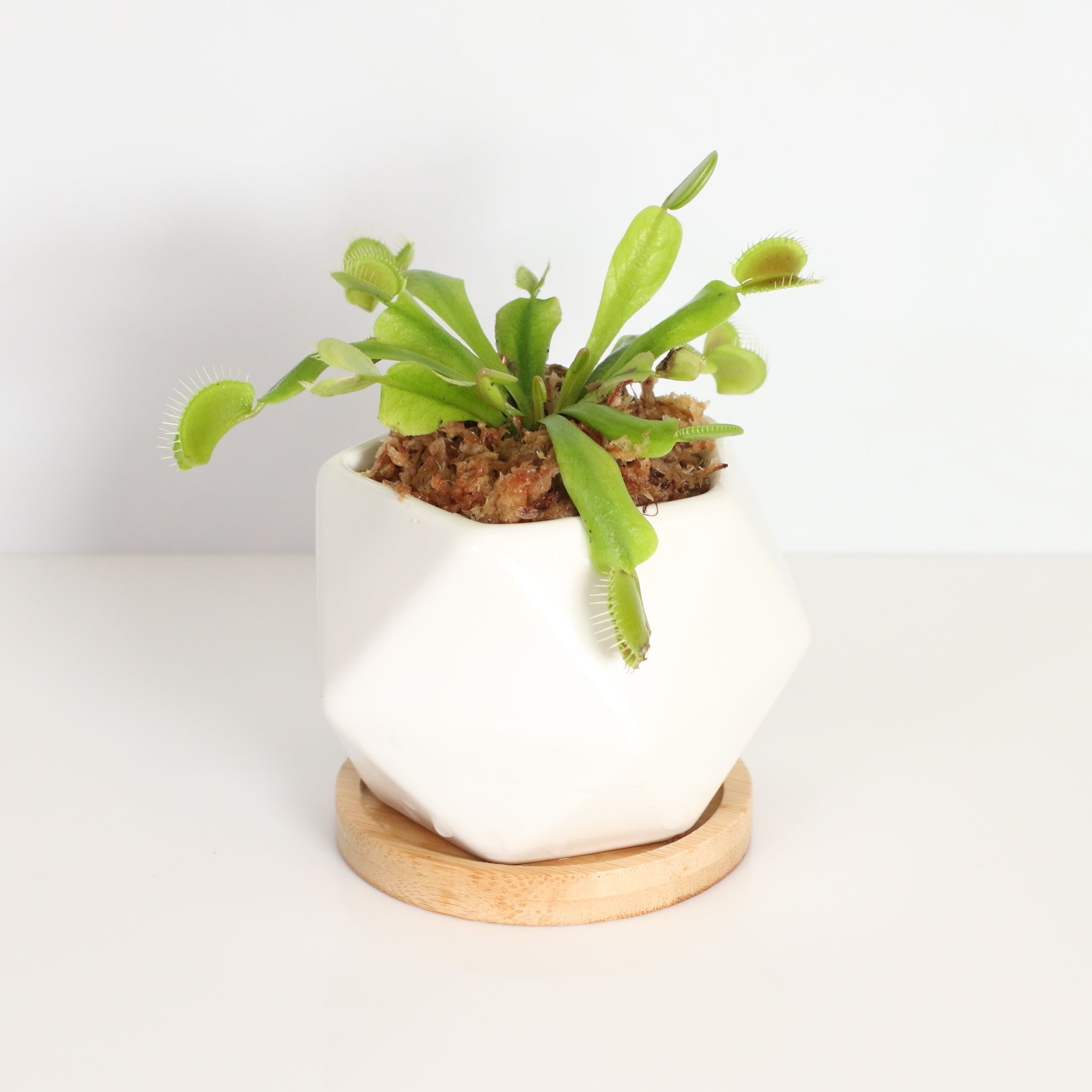 Green Venus Fly Trap Carnivorous Plant - Cheeky Garden