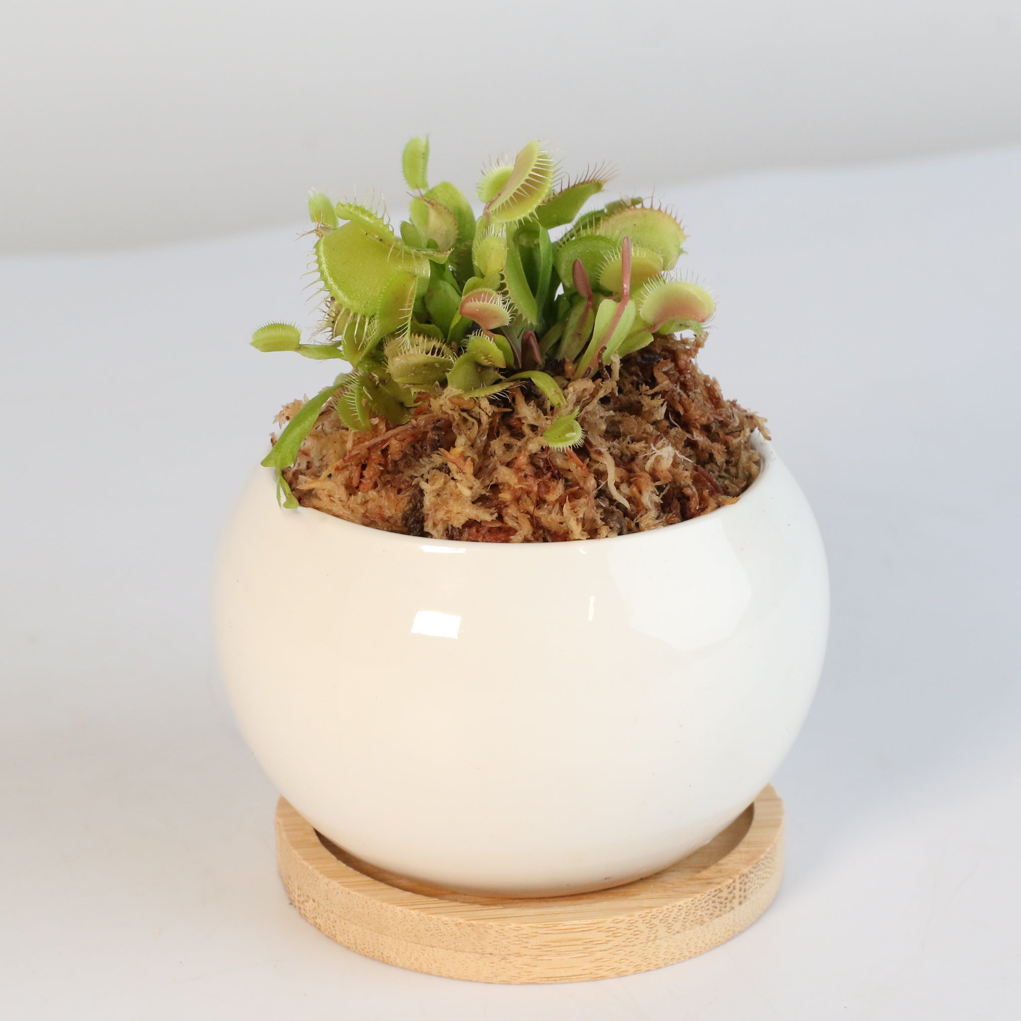 Green Venus Fly Trap Carnivorous Plant - Cheeky Garden