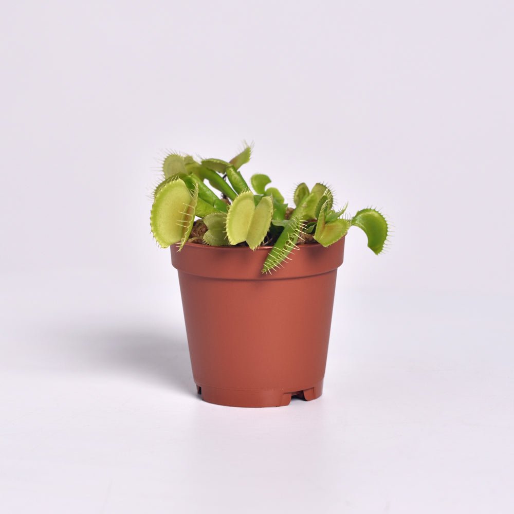 Green Venus Fly Trap Carnivorous Plant - Cheeky Garden