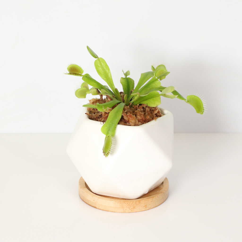 Green Venus Fly Trap Carnivorous Plant - Cheeky Garden