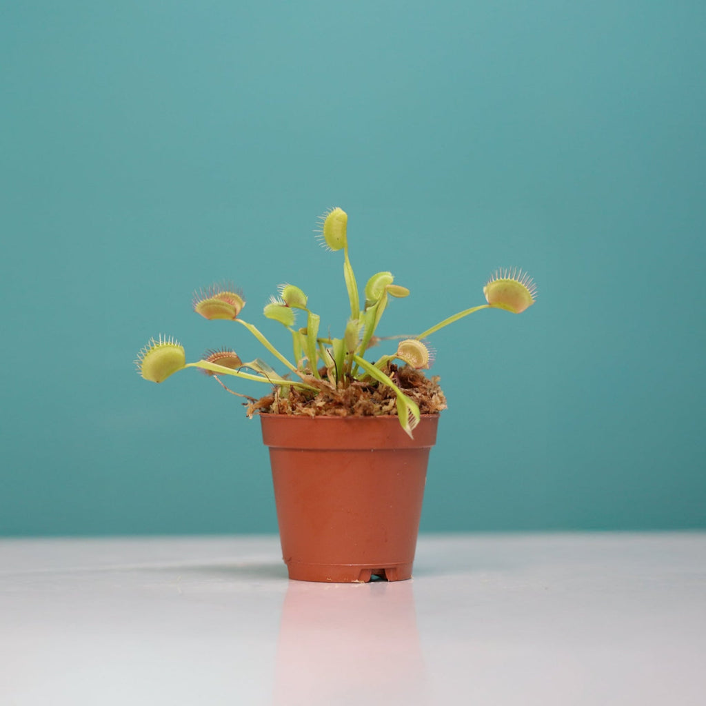 Green Venus Fly Trap Carnivorous Plant - Cheeky Garden