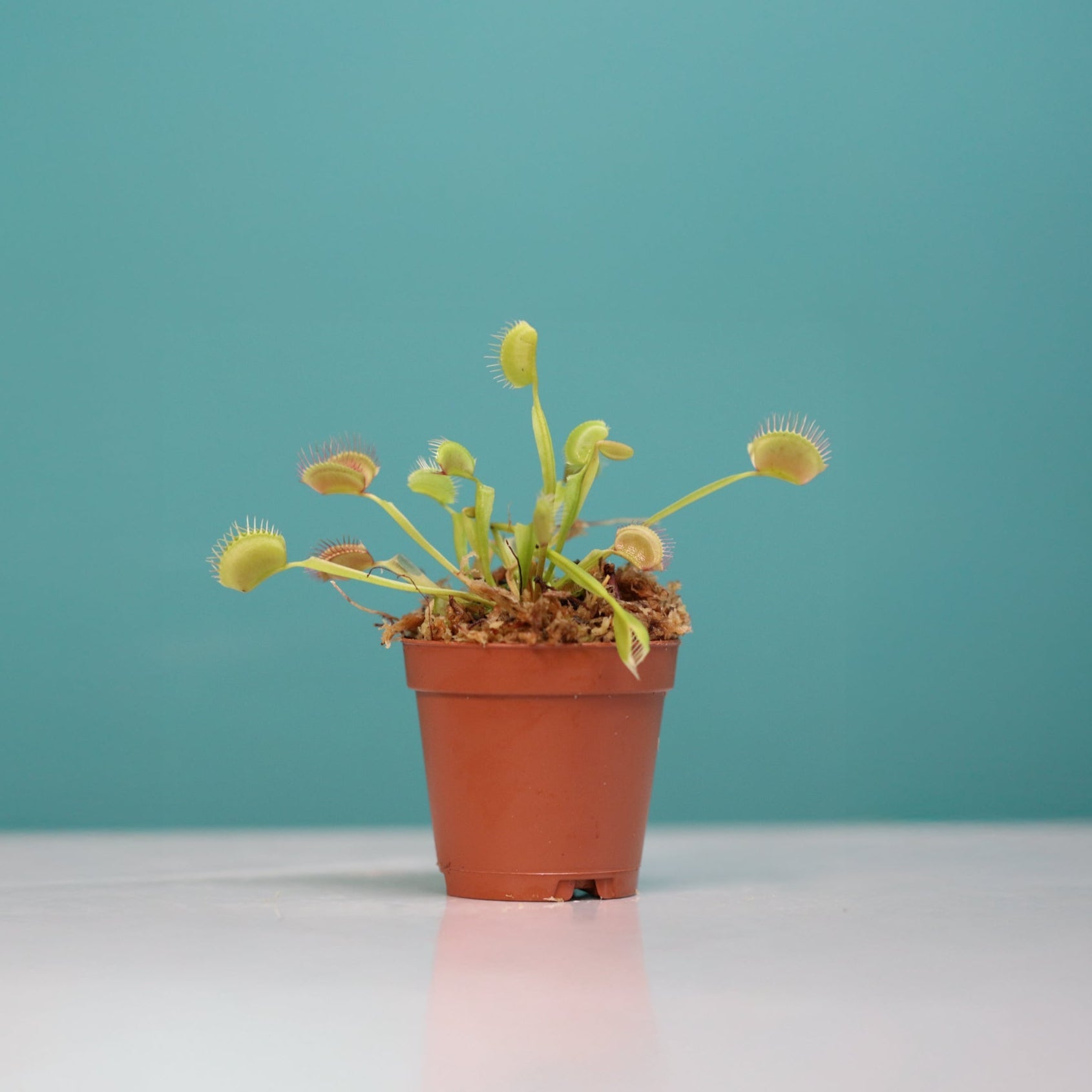 Green Venus Fly Trap Carnivorous Plant - Cheeky Garden