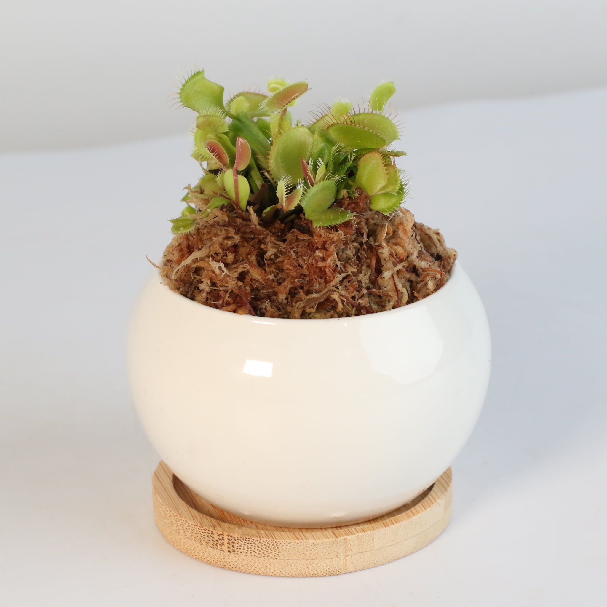 Green Venus Fly Trap Carnivorous Plant - Cheeky Garden
