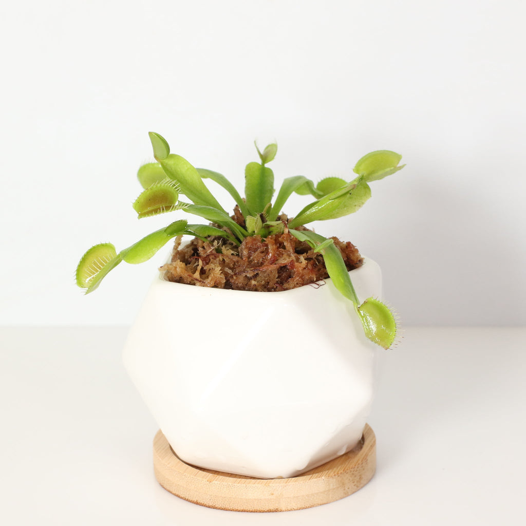 Green Venus Fly Trap Carnivorous Plant - Cheeky Garden