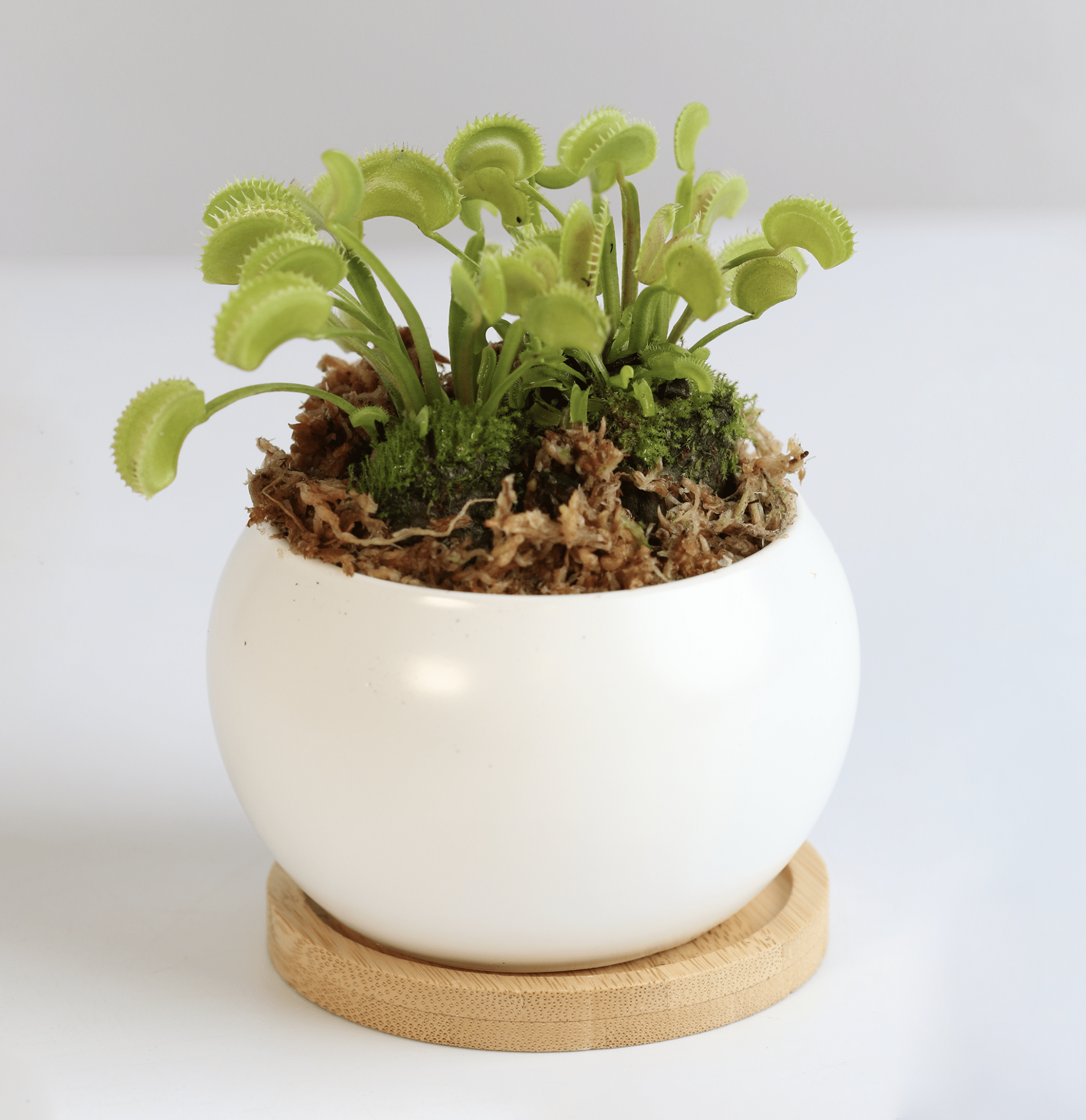 Green Venus Fly Trap Carnivorous Plant - Cheeky Garden