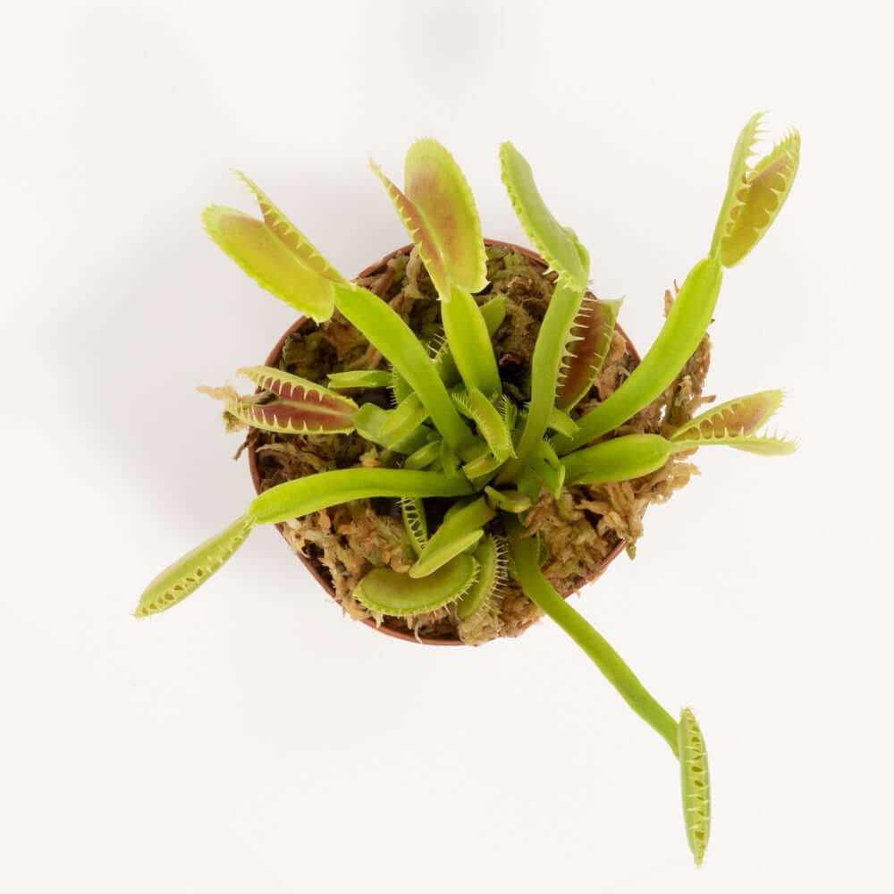Green Venus Fly Trap Carnivorous Plant - Cheeky Garden