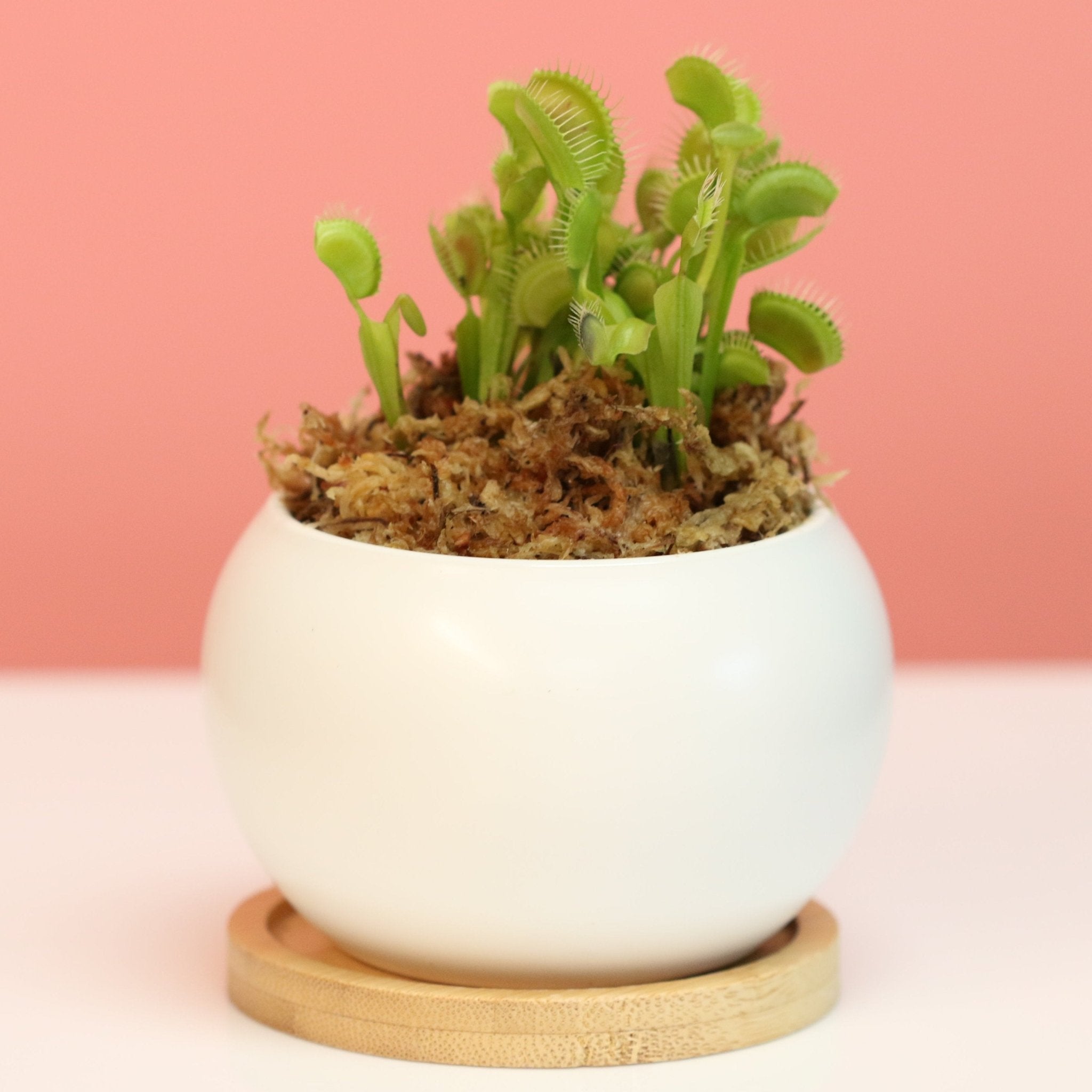 Green Venus Fly Trap Carnivorous Plant - Cheeky Garden