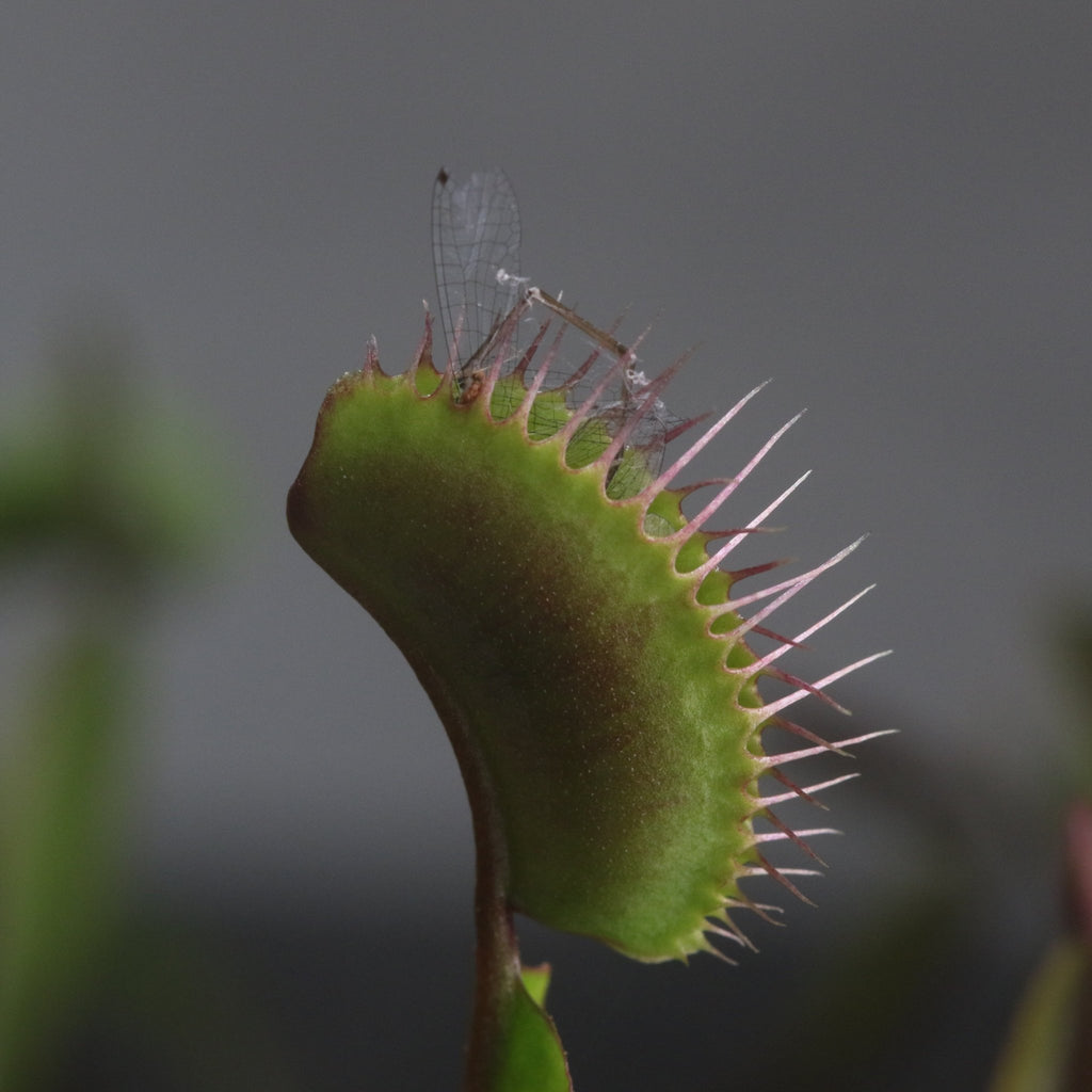 Green Venus Fly Trap Carnivorous Plant - Cheeky Garden