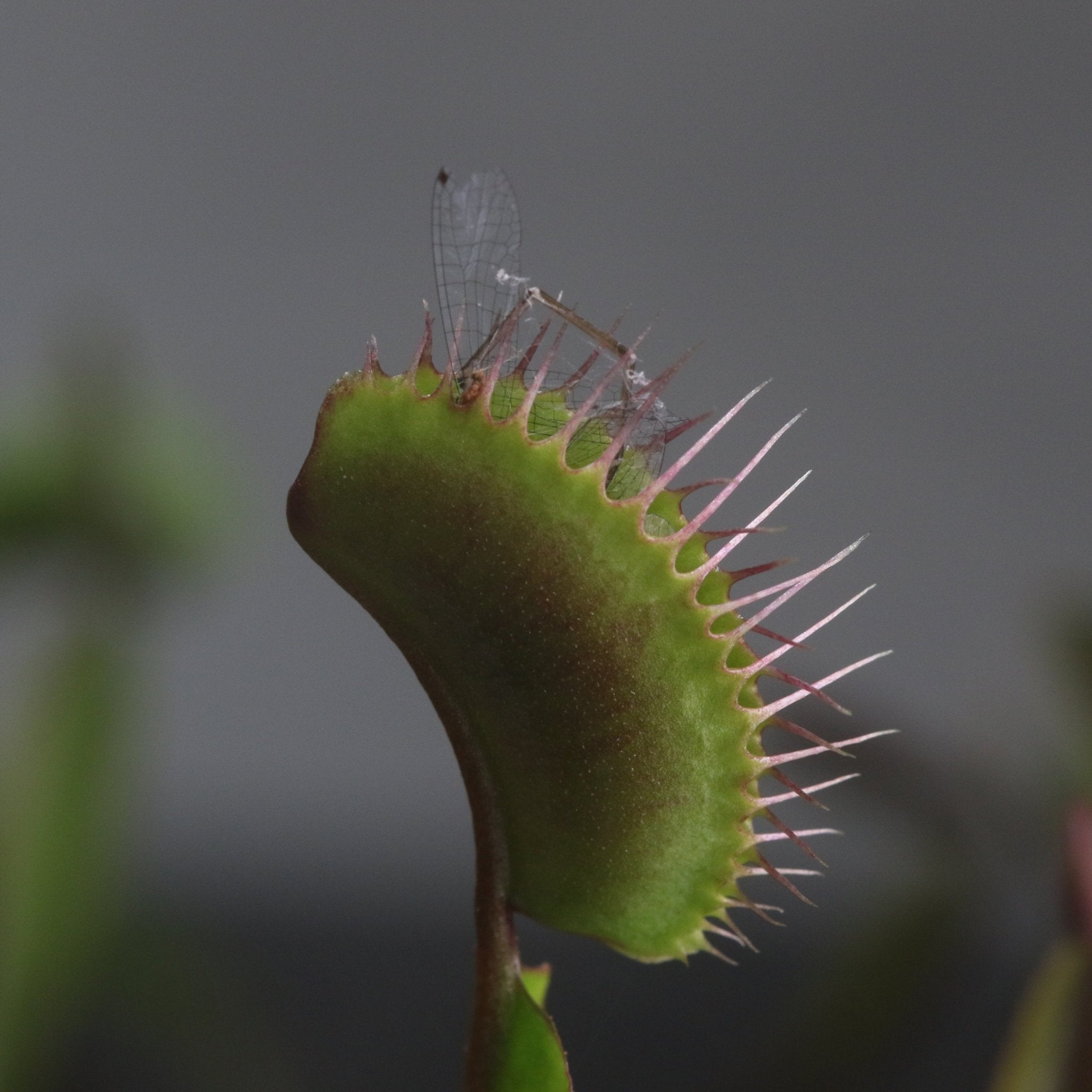 Green Venus Fly Trap Carnivorous Plant - Cheeky Garden