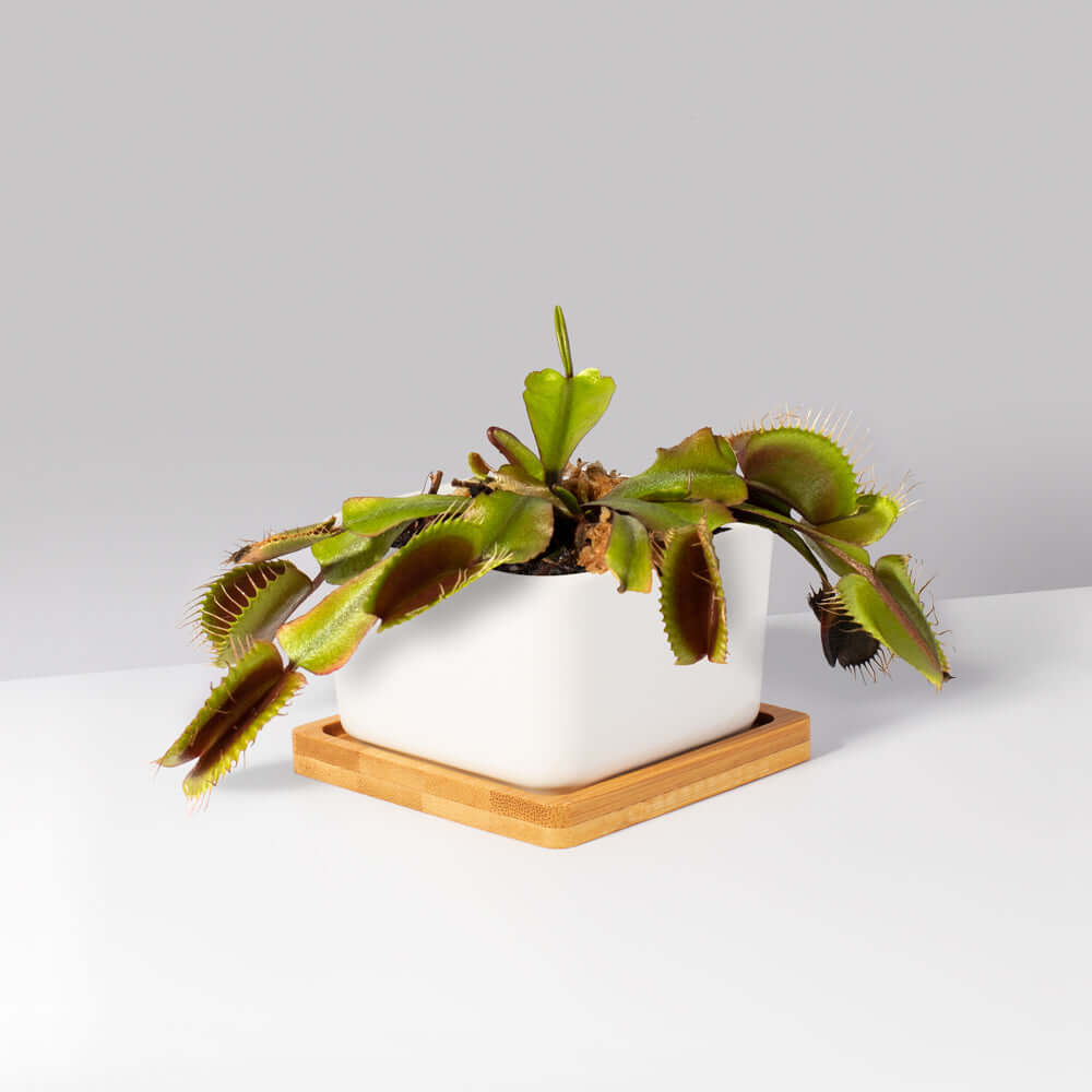 Green Venus Fly Trap Carnivorous Plant - Cheeky Garden