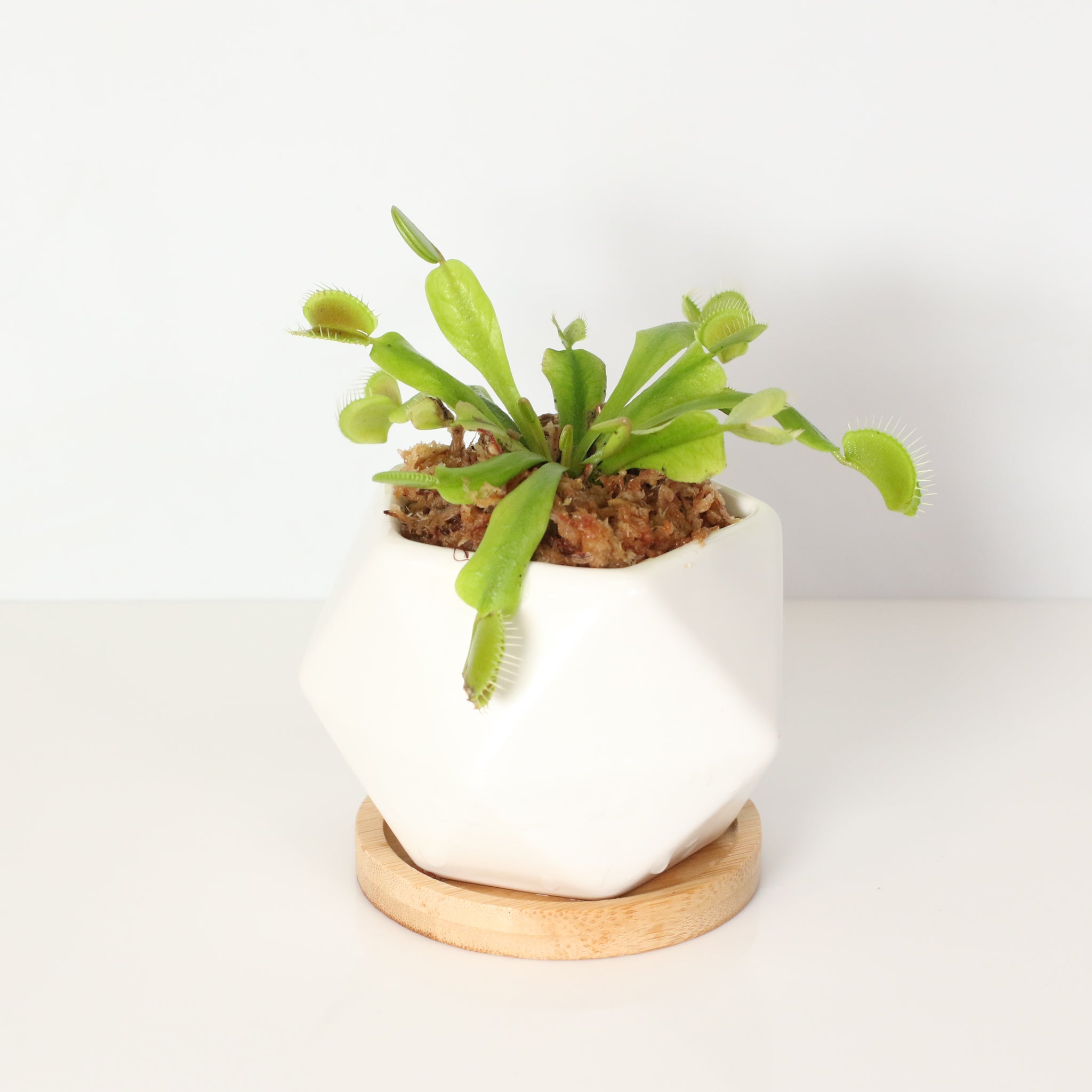 Green Venus Fly Trap Carnivorous Plant - Cheeky Garden