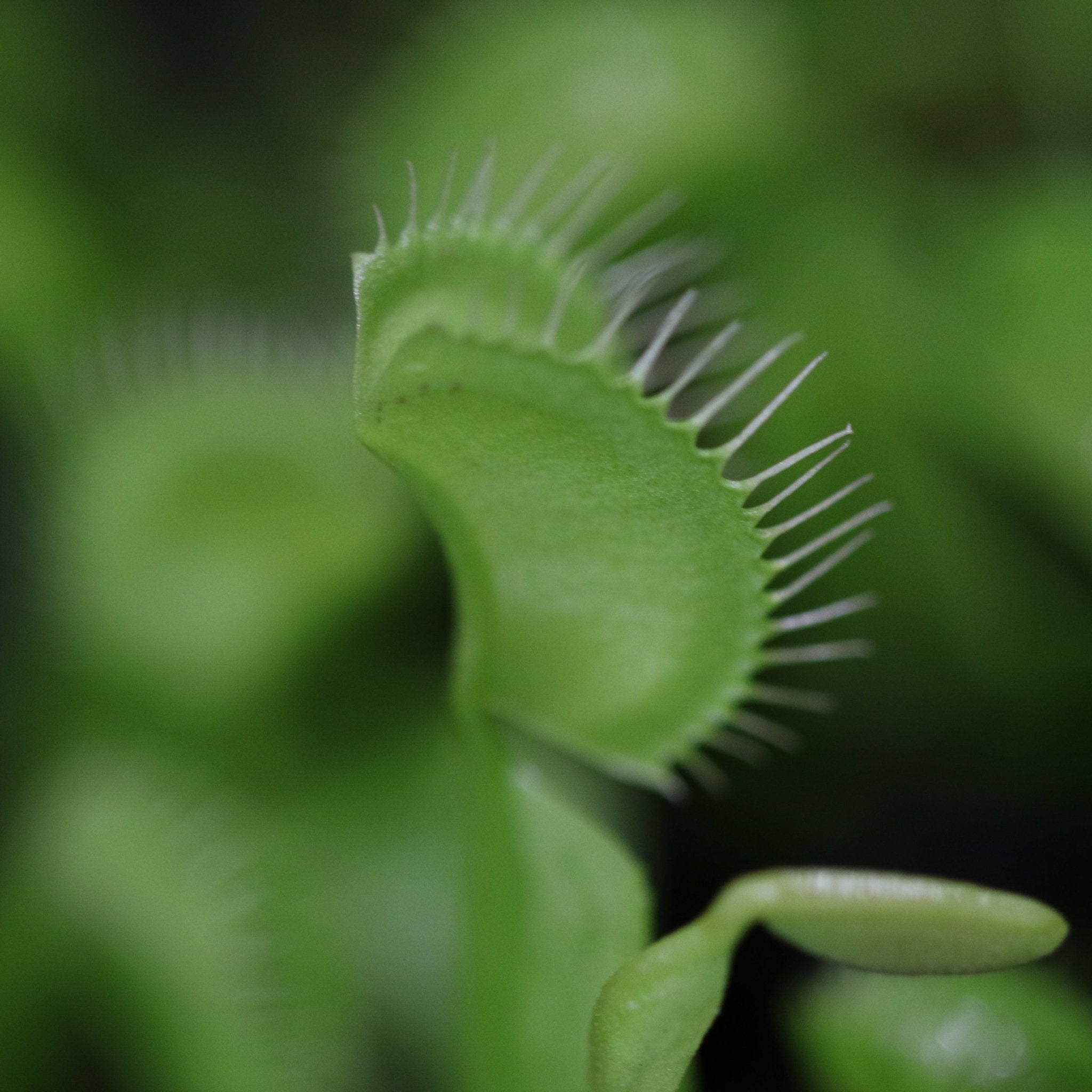 Green Venus Fly Trap Carnivorous Plant - Cheeky Garden