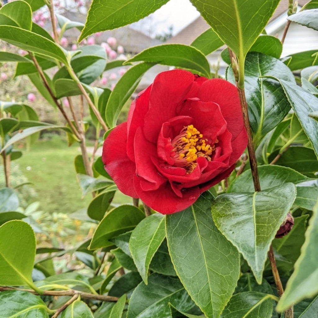 Greensboro Red Camellia - Cheeky Garden