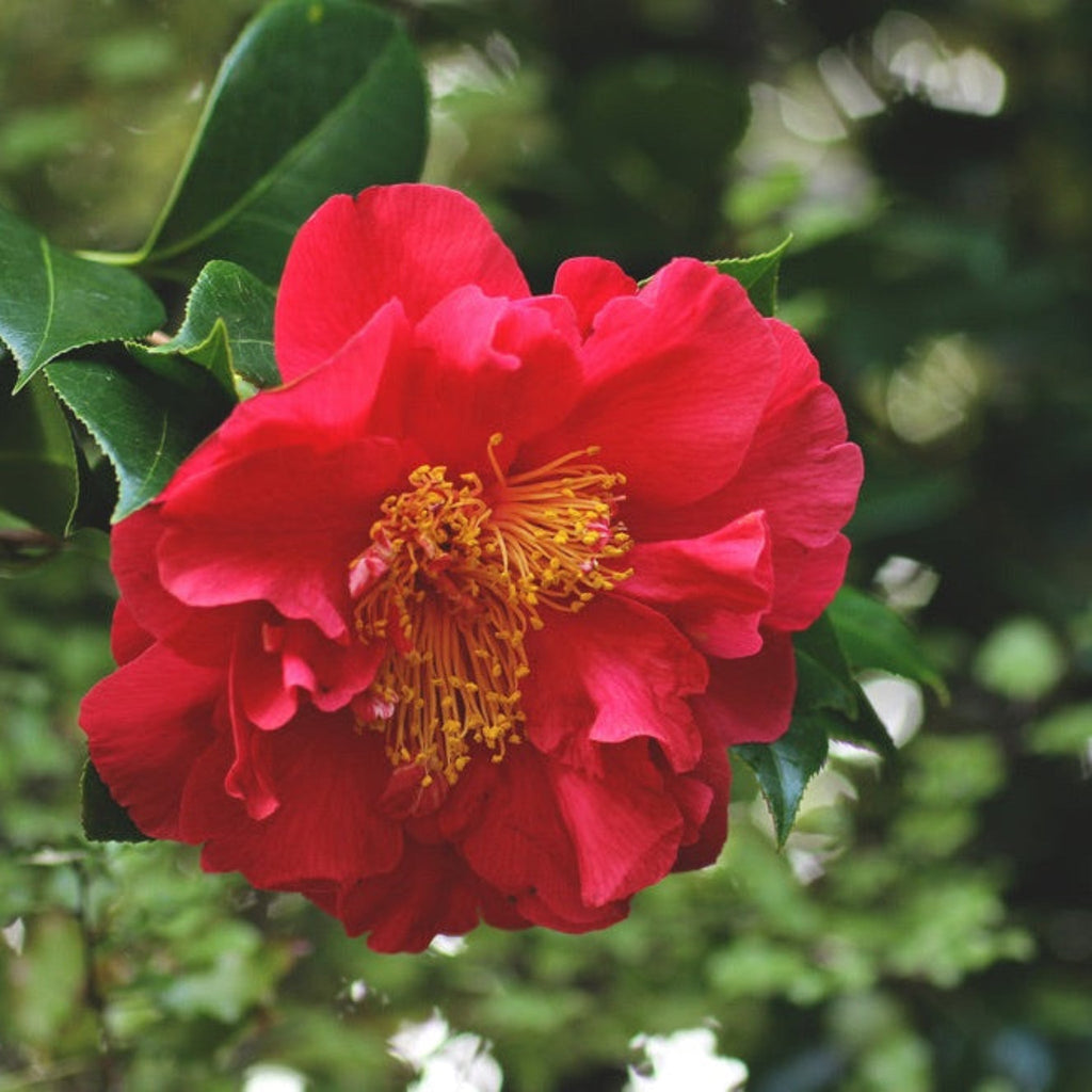Greensboro Red Camellia - Cheeky Garden