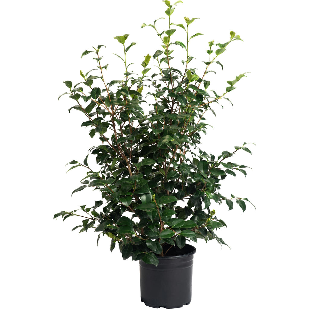 Greensboro Red Camellia - Cheeky Garden