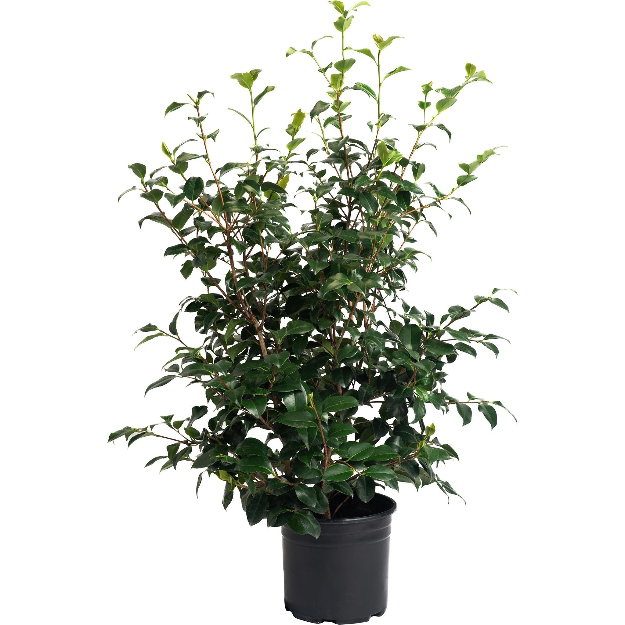 Greensboro Red Camellia - Cheeky Garden