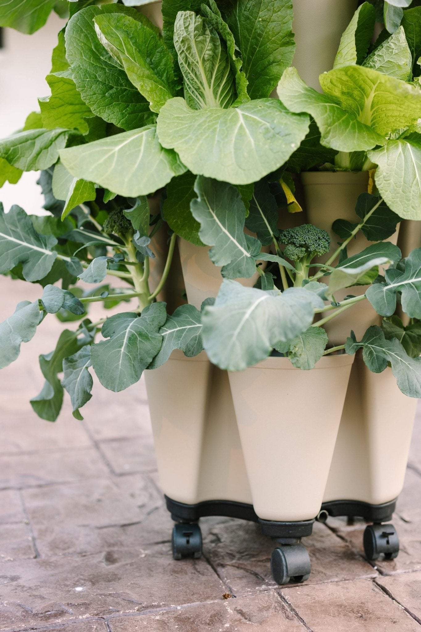 GreenStalk Garden Mover - Cheeky Garden