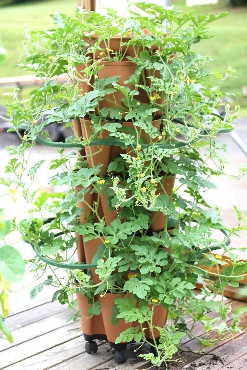 GreenStalk Garden Plant Support (Set of 3) - Cheeky Garden