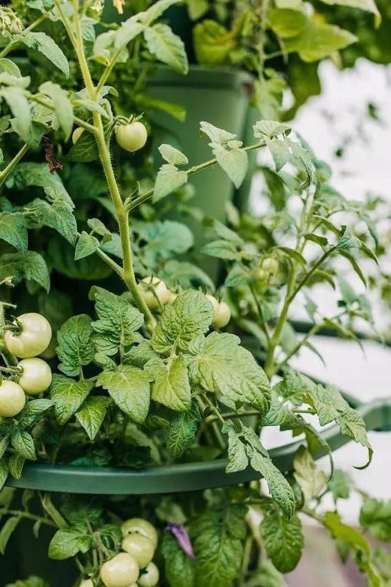 GreenStalk Garden Plant Support (Set of 3) - Cheeky Garden