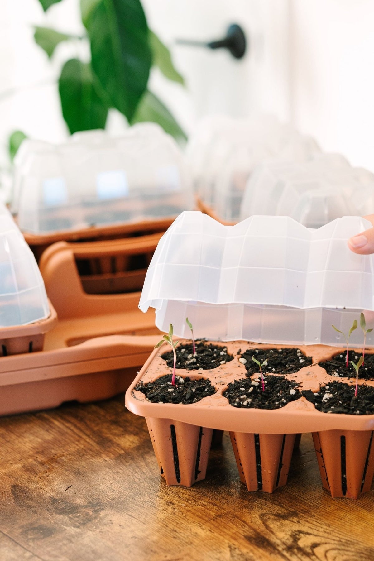 GreenStalk Garden Seed Starter Kit with Domes - Cheeky Garden